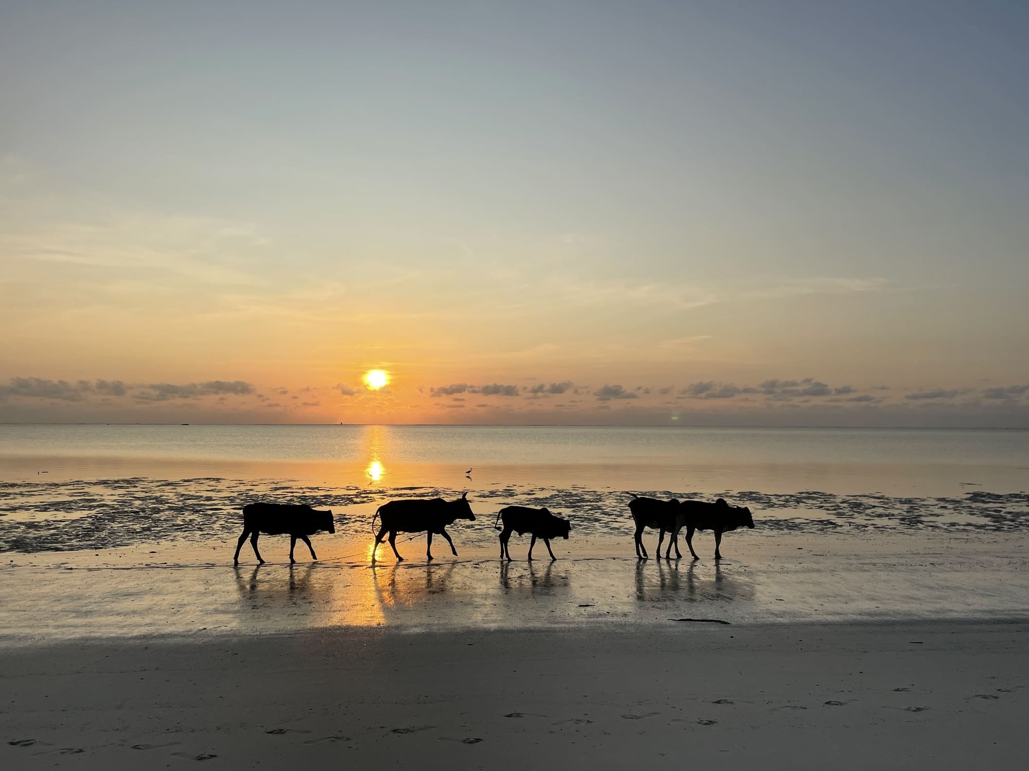 Sunset Paradise Zanzibar