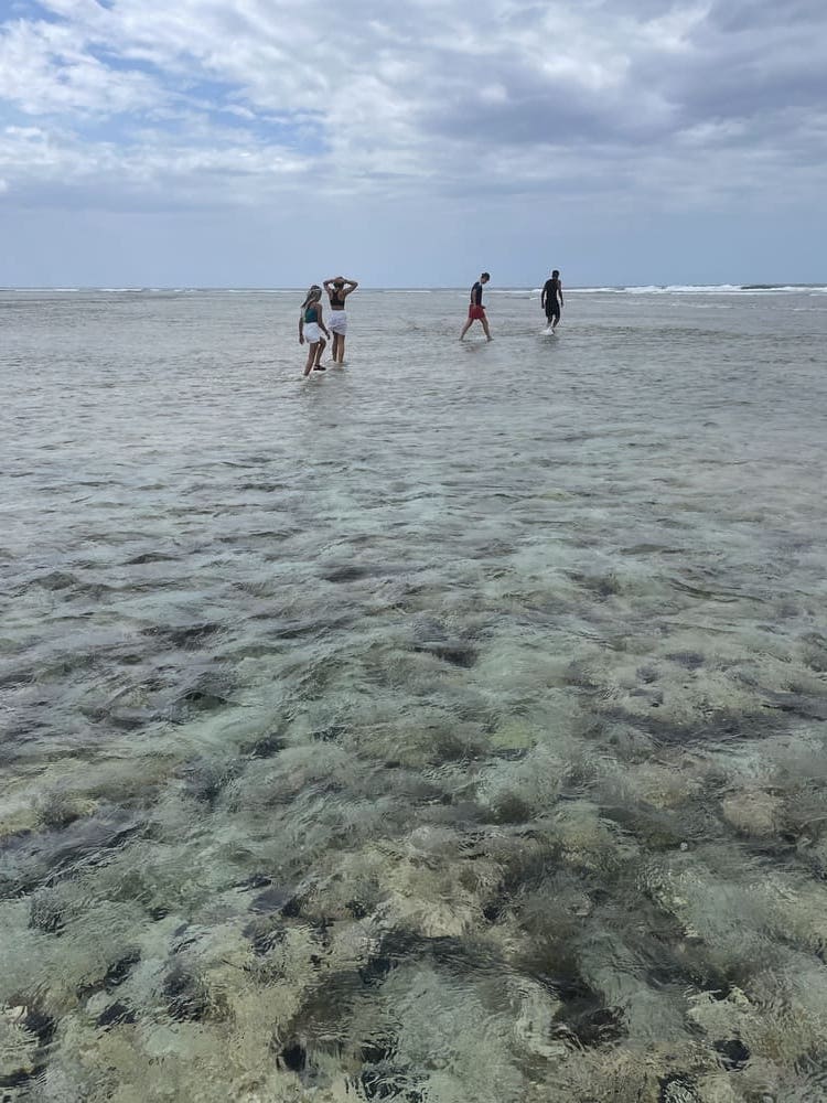 Coral 3